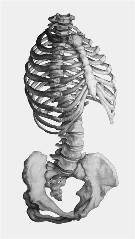 Skeletal Torso Rendering On Behance