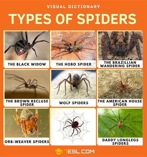 Types Of Spiders With Interesting Facts Spider Identification 7esl