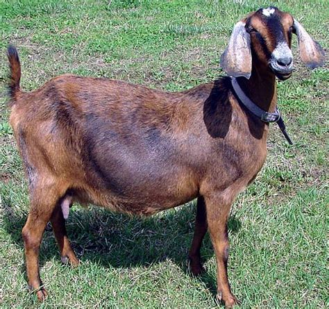 Nubian Goat Gentle Giant Of The Goats Animal Pictures And Facts