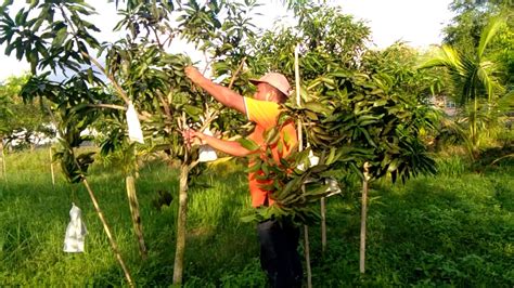 Namun, perbanyakan vegetatif lebih menjanjikan ketimbang perbanyakan melalui biji. Pangkasan pokok mangga harum manis selepas musim buah ...