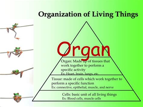 Ppt Organization Of Life Powerpoint Presentation Free Download Id