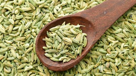 Fennel Seed Foeniculum Vulgare Saunf Sonf Indian Organic Etsy