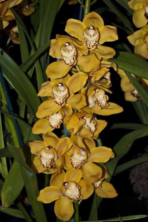 Cymbidium Shifting Sands Cymbidium Orchids Plants Orchids