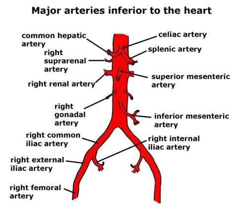 Aorta Iliac Artery Anatomy