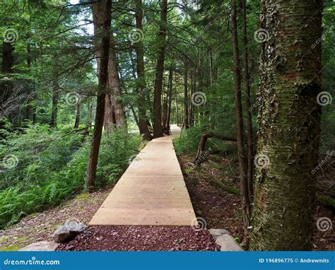 Wooden Boardwalk Leading Into Forest Stock Image Image Of Outdoor