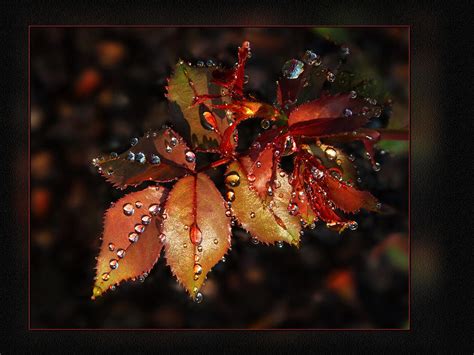 Jewels Of Nature Photograph By Michael Lacour Fine Art America