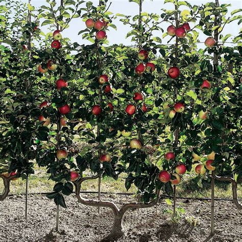 Apple Trees Growing Guide Suttons Gardening Grow How