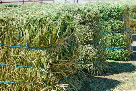 What does alfalfa look like growing. All About Feeding Horses Alfalfa - The Horse