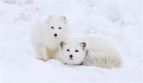 What Are The Predators Of The Arctic Fox Polar Guidebook