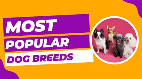 10 Most Popular Dog Breeds 🐶🙀 Youtube