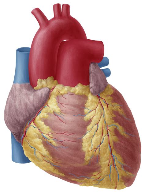 Heart Anatomy Study Guide Kenhub