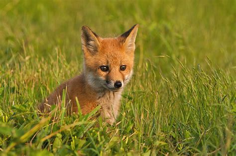 Red Fox Pups Book Covers