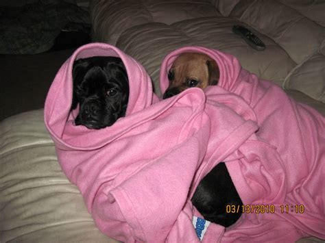 Snuggle Puggles Puggle Snuggles Great Pictures