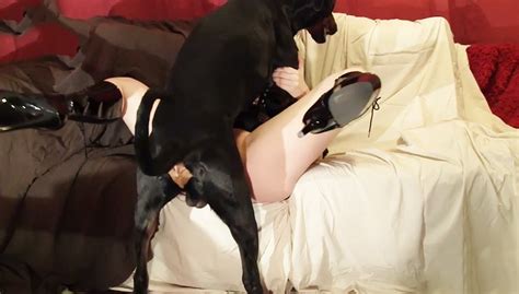 Dog Licks Vagina Of Young Brunette Girl And Fucks Her