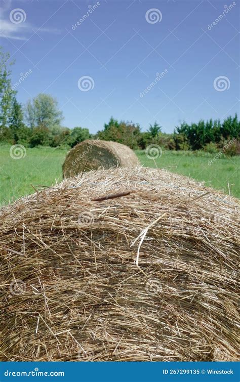 Round Natural Dried Dry Haystack Of Straw A Green Field Against A Blue