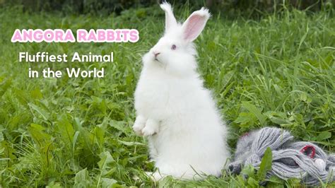 Interesting Facts About Angora Rabbit The Fluffiest Animal In The