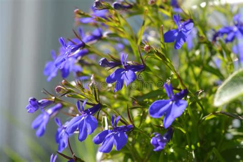 Blue Flowers Of Lobelia In Sunny Summer Day Balcony Greening Stock
