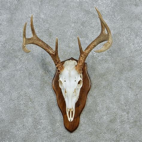 How To Do A European Mount On A Whitetail Deer