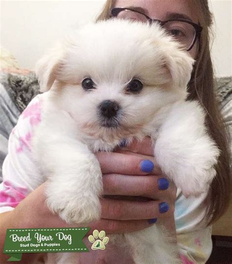 Pomeranian shih tzu mix puppies may cost you a pretty penny, depending on the availability of puppies and whether or not the parents are championship quality. Stud Dog - 7 month Pomeranian/ Shih Tzu mix - Breed Your Dog
