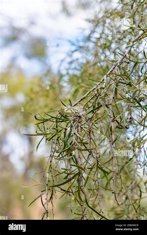 Acacia Estrophiolata Commonly Known As Ironwood Southern Ironwood