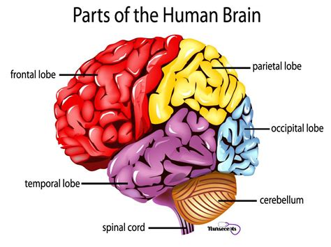 Medical Terminology Of The Nervous System Nursecepts Human Brain