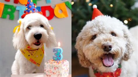 10 Ways To Celebrate Your Dogs Birthday Puppies Club