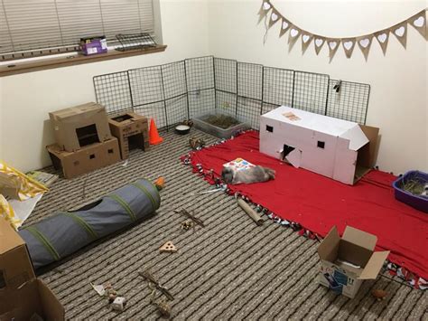 The rescue rabbit also buzzes another sn. 2 bedroom apartment = bunnies get their own room : Rabbits
