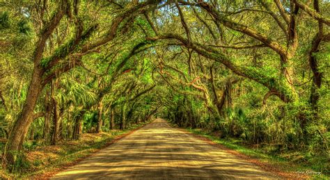 Charleston S C Shadows On Edisto Island Botany Bay Road South Carolina