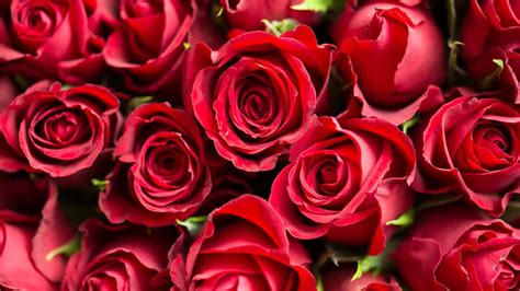 4k Background With Pictures Of Red Roses Flower Hd