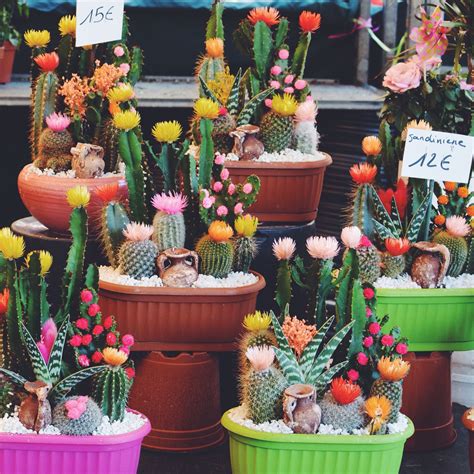 Flowering Cacti Flowering Cactus Table Decorations Decor