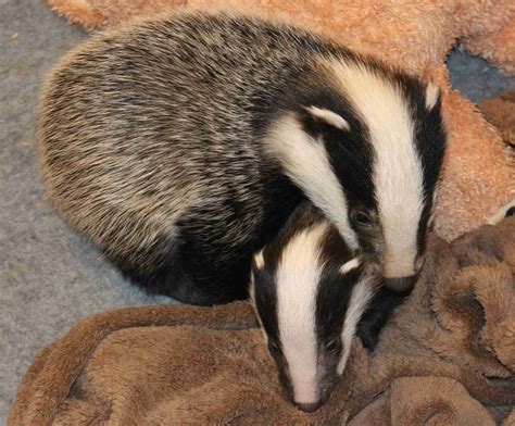 Government Moves To Extend Cull Could Prove Lethal For Two Celebrity