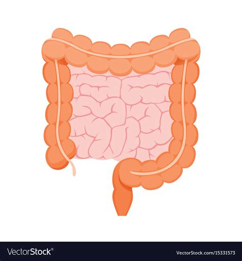 Large And Small Human Intestine Royalty Free Vector Image
