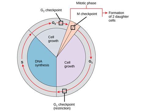 Control Of The Cell Cycle Biology I