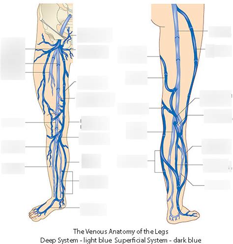 Lower Extremity Veins Diagram Quizlet