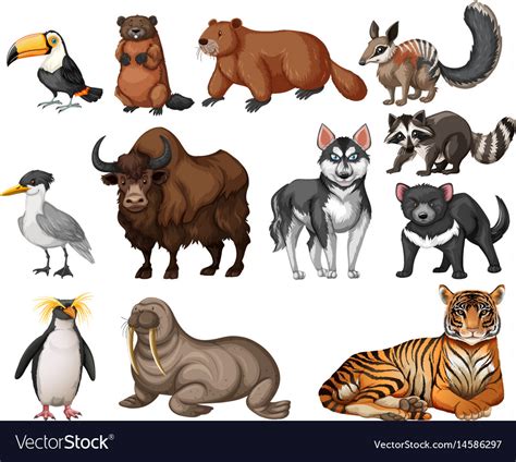 Different Types Of Wild Animals Royalty Free Vector Image