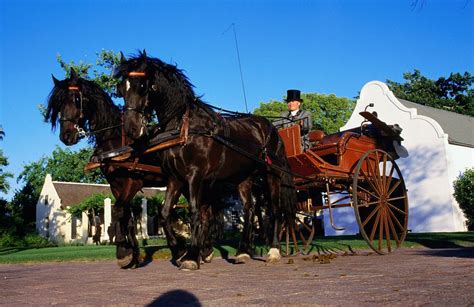 10 Best Driving Horse Breeds For Pulling A Carriage