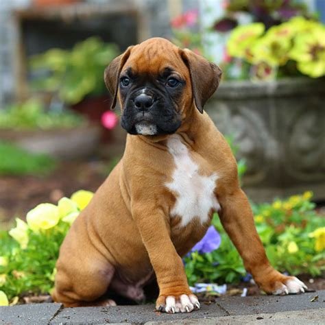 Boxer Puppies Rescue California Featured Dogs West Coast Boxer Rescue