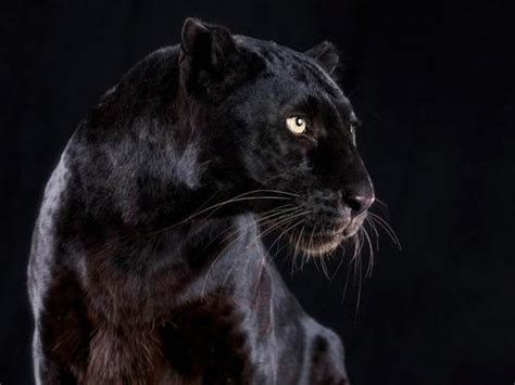 Black Panther Lifestyle Habitat And Interesting Facts