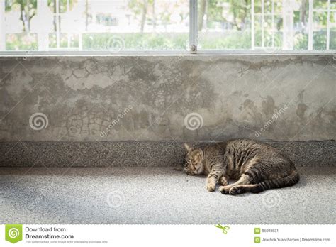 A Cat Sleeping Next To The Windows Stock Image Image Of Background