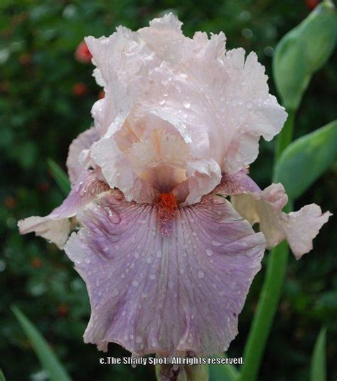 Tall Bearded Iris Iris Labors Of Cupid In The Irises Database