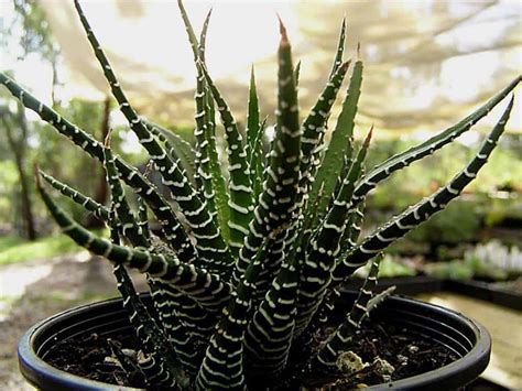 Haworthia Attenuata Or Zebra Cactus Care Guide