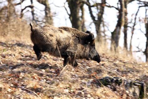 A Big Wild Boar Stock Photo Image Of Animal Wildlife 13612144
