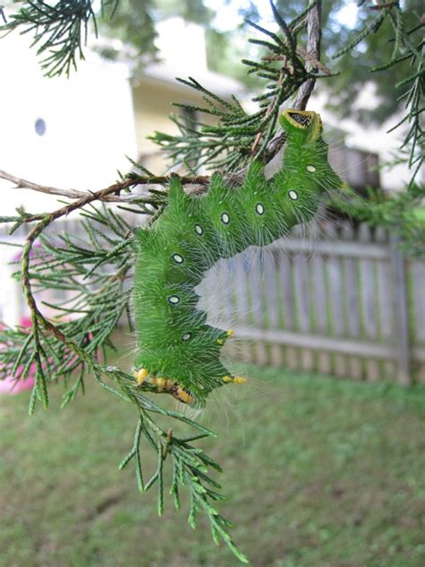 Heissatopia The Biggest Caterpillar Ive Ever Seen