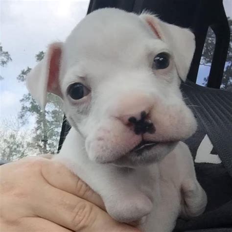 Vets Said This Puppy Should Be Euthanized But Hes Proving Them Wrong