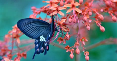Free Download Butterfly Blue Water Magical 4k Wallpaper Best