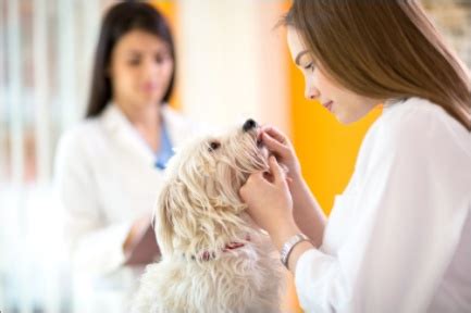 Maybe you would like to learn more about one of these? Vet Office — Phoenix, AZ — Paradise Animal Hospital