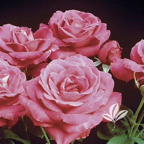 Rosa Rosa Miss All American Beauty Miss All American Beauty Ht Rose