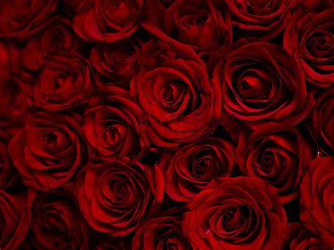 Wallpaper Dark Red Roses Decorative Desktop Wallpaper Hd Image