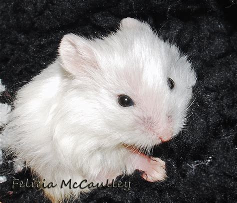 Black Eyed Lilac Campbells Dwarf Hamster Felicia Mccaulley Flickr
