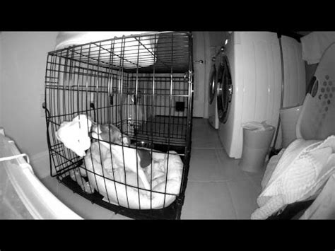 The puppy can smell and hear you and if they stir or get upset to begin with, you can reassure them how long to let a puppy cry in a crate. Rat Terrier Puppy Howling & Crying in Crate at Night - YouTube